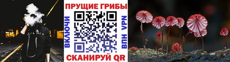 Галлюциногенные грибы Psilocybe  Купить закладки  Ладушкин 